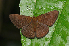 Emesis ocypore zelotes