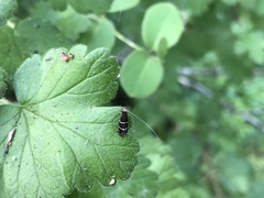 Adela septentrionella