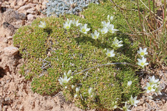 Eremogone hookeri hookeri