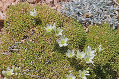 Eremogone hookeri hookeri