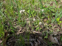 Antennaria parlinii fallax