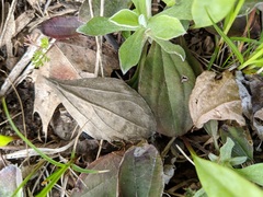 Antennaria parlinii fallax