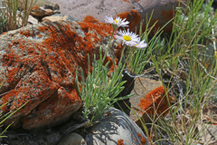 Erigeron concinnus condensatus