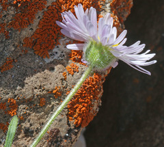 Erigeron concinnus condensatus