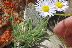 Erigeron concinnus condensatus