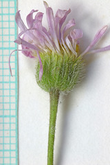 Erigeron concinnus condensatus