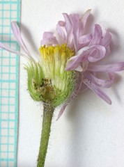 Erigeron concinnus condensatus