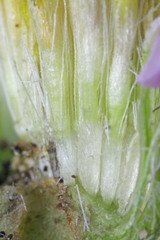 Erigeron concinnus condensatus
