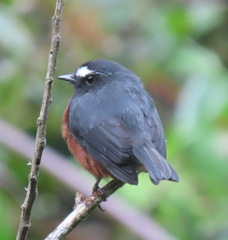 Ochthoeca cinnamomeiventris