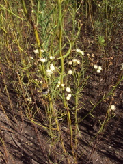 Baccharis ulicina