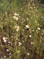 Baccharis ulicina