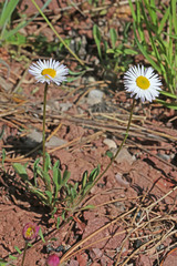 Erigeron flagellaris