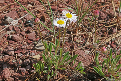 Erigeron flagellaris