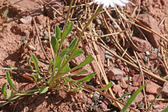 Erigeron flagellaris