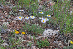 Erigeron flagellaris