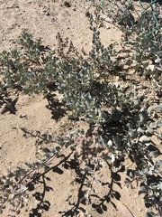 Atriplex barclayana