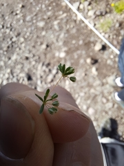 Psammotropha mucronata