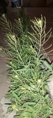 Sisymbrium irio