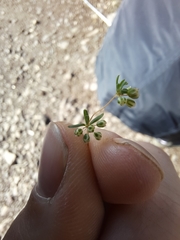 Psammotropha mucronata