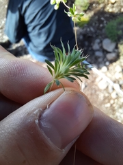 Psammotropha mucronata