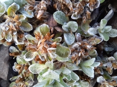 Helichrysum basalticum