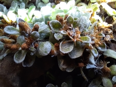 Helichrysum basalticum