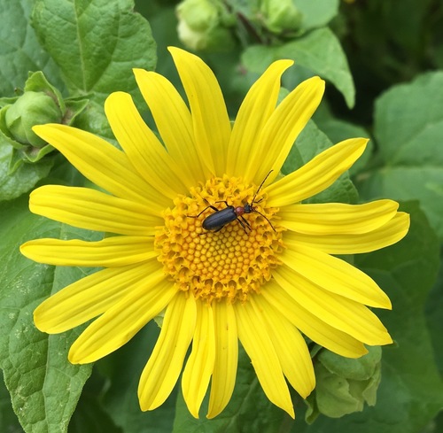 iNaturalist observation photo of Cortodera falsa