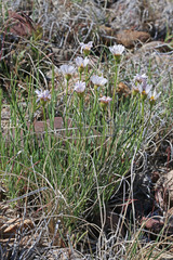 Erigeron pulcherrimus