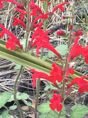 Salvia roemeriana