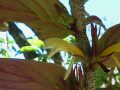 Columnea verecunda