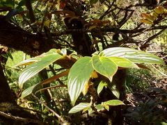 Columnea verecunda