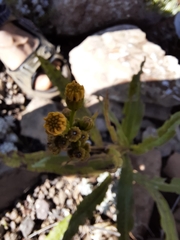 Senecio conrathii