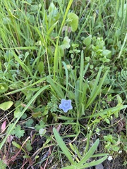 Nemophila pedunculata