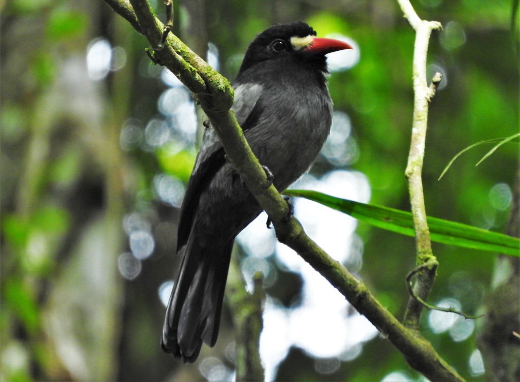 White-Fronted Nunbird