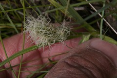 Carex douglasii