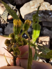Senecio conrathii