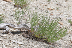 Eriogonum ephedroides