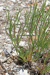 Eriogonum ephedroides