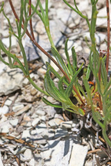 Eriogonum ephedroides