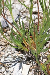 Eriogonum ephedroides