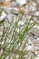 Eriogonum ephedroides