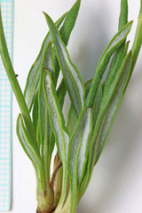 Eriogonum ephedroides