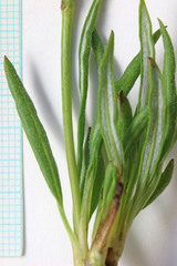 Eriogonum ephedroides