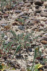Eriogonum fusiforme