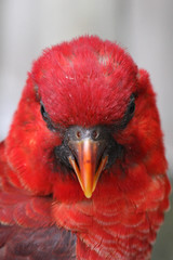 Cardinal Lory photo 4