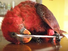 Cardinal Lory photo 5