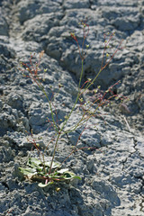 Eriogonum gordonii