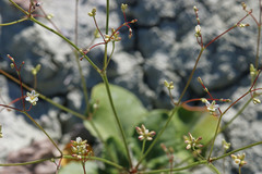 Eriogonum gordonii