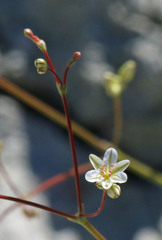 Eriogonum gordonii