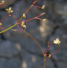 Eriogonum gordonii